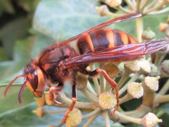 Vespa simillima