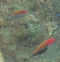 Cirrhilabrus chaliasi