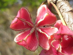 Euonymus hamiltonianus