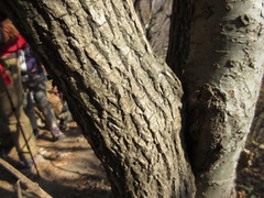 Euonymus hamiltonianus