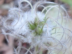 Clematis heracleifolia