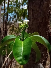 Rauvolfia
