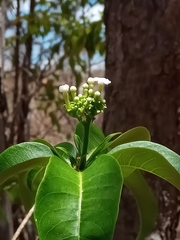 Rauvolfia