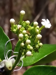 Rauvolfia