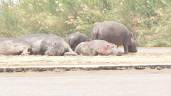 Hippopotamus amphibius