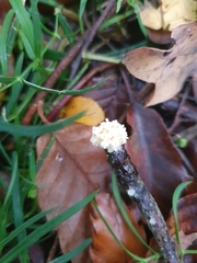 Xylaria flabelliformis