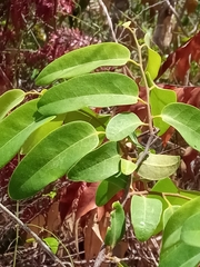 Xylopia bemarivensis