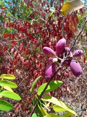Xylopia bemarivensis