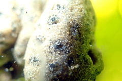 Synoicum sphinctorum