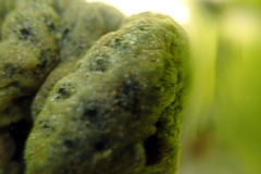 Synoicum sphinctorum