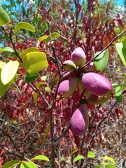 Xylopia bemarivensis