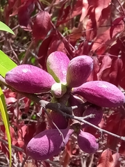 Xylopia bemarivensis