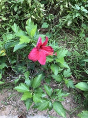 Hibiscus