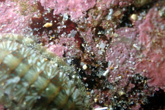 Ischnochiton smaragdinus