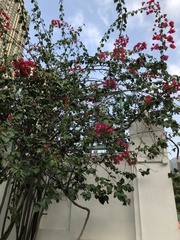 Bougainvillea