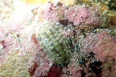 Ischnochiton smaragdinus