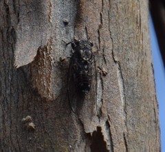 Myopsalta mackinlayi