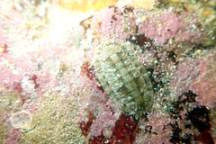 Ischnochiton smaragdinus
