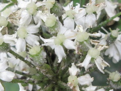 Heracleum moellendorffii