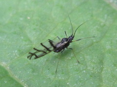 Neotoxoptera