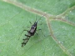 Neotoxoptera