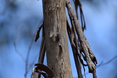 Myopsalta mackinlayi