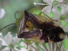 Elasmostethus nubilus