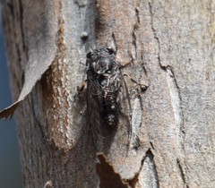 Myopsalta mackinlayi