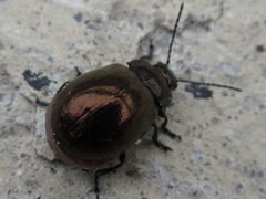 Chrysolina aurichalcea