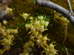 Siloxerus multiflorus