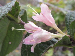 Weigela subsessilis