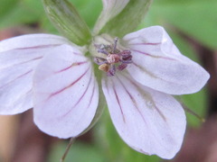 Geranium thunbergii