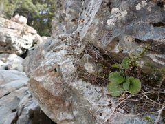 Geum cockaynei