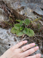 Geum cockaynei