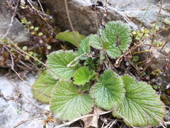 Geum cockaynei