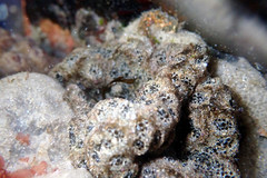 Synoicum sphinctorum