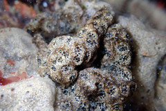 Synoicum sphinctorum