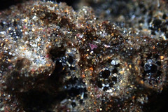 Synoicum sphinctorum