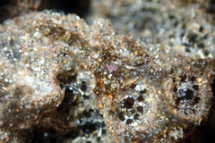 Synoicum sphinctorum