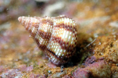 Prothalotia lehmanni