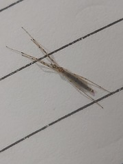 Styringomyia