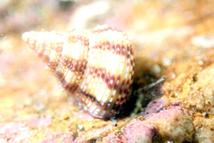 Prothalotia lehmanni