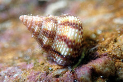 Prothalotia lehmanni