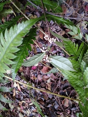 Maesa japonica