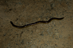 Ichthyophis