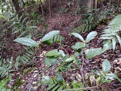 Maesa japonica