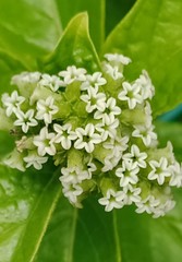 Heliotropium sarmentosum