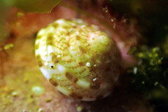 Notogibbula preissiana