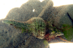 Propefusus australis