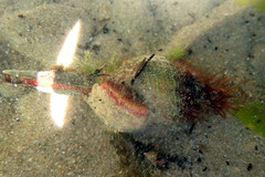 Propefusus australis